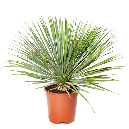 Beaked, Yucca Seed - Packet image number null